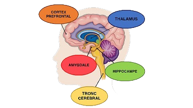 neuro thérapeute